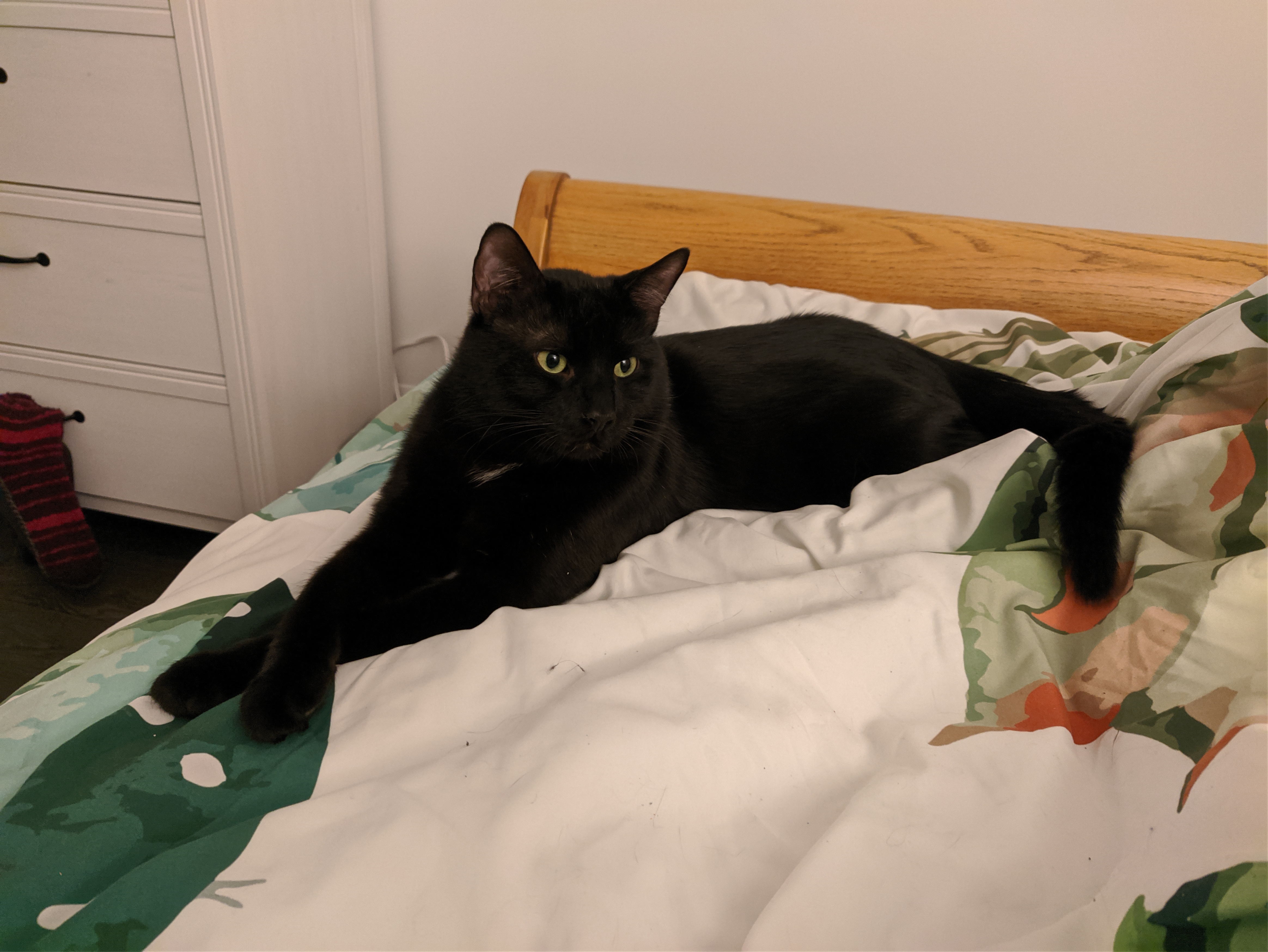 a black cat lying on a bed